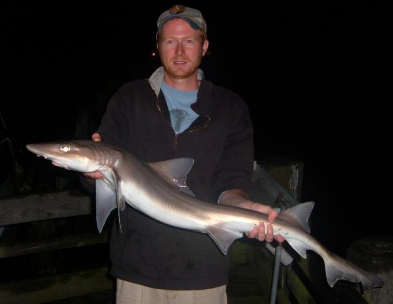 Shark, Smooth Dogfish pat_the_nat